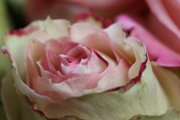 istock Country Chic Lipstick Roses Close Up 1257971773