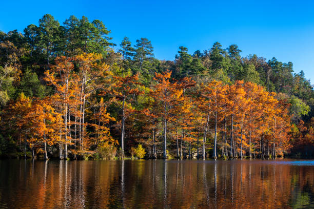 Fall Cypress Trees at Beavers Bend State Park, OK stock photo