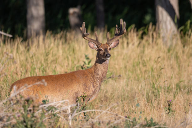 istock Whitetail Deer Buck in Velvet 1257974438