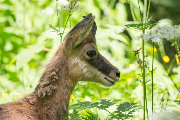 istock Chamois at Ecrins national park (France) 1257975450