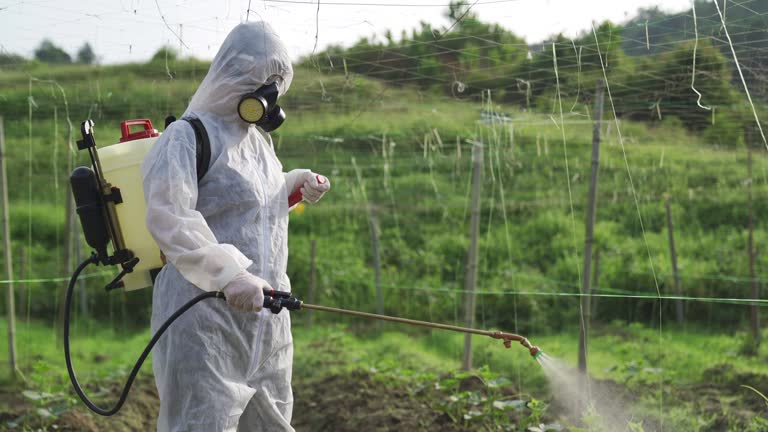 An asian chinese female farmer with protective suit spraying on bitter groud plants in the farm for disinfection