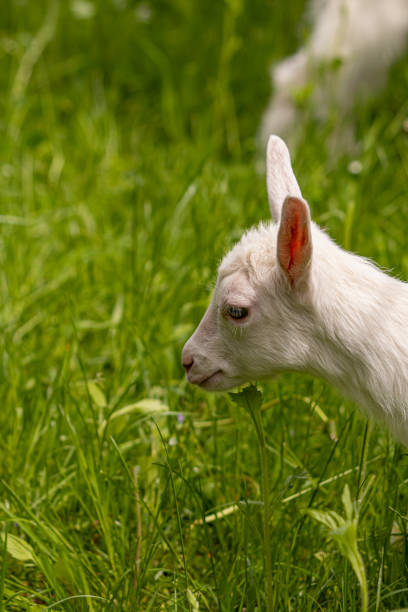 istock Small white domestic goat grazing, close up 1257975631