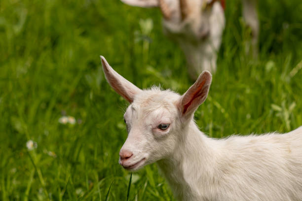 istock Small white domestic goat grazing 1257975640