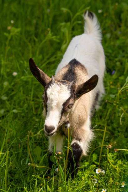 istock Small domestic goat grazing 1257975657
