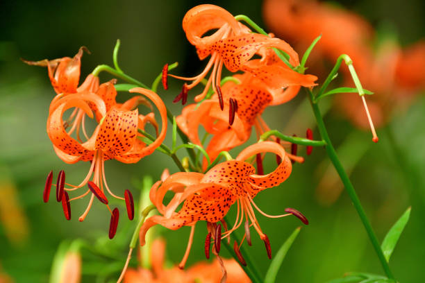 A spotted orange lily is in focus, its long stamens protruding, with a soft focus on the surrounding foliage.