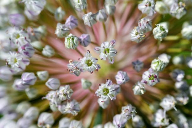 Closeup on a plant in a nature and it looks amazing