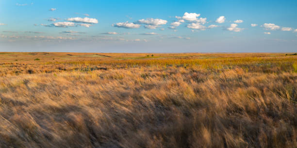 prateria, cimarron blufff wildlife management area - prairie foto e immagini stock