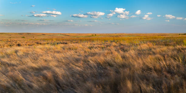 This is wind blown prairie grass at Cimarron Bluff WMA in western Oklahoma.