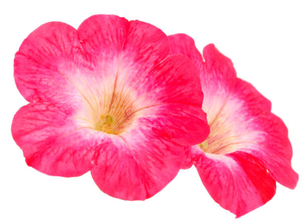 istock Pink flowers sulfinia. 1257976659