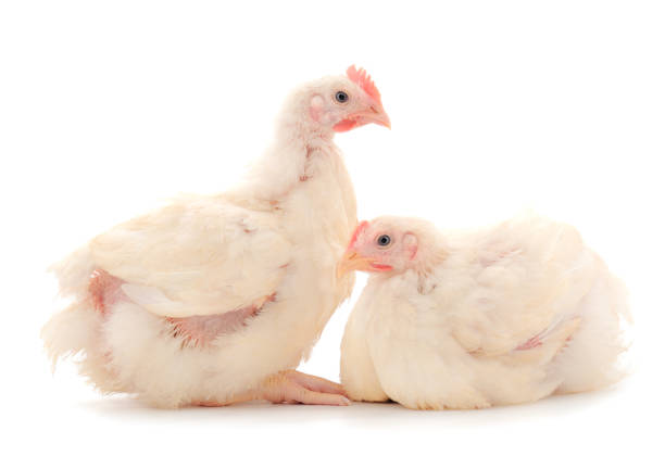 istock Two chicken or young broiler chickens. 1257976666