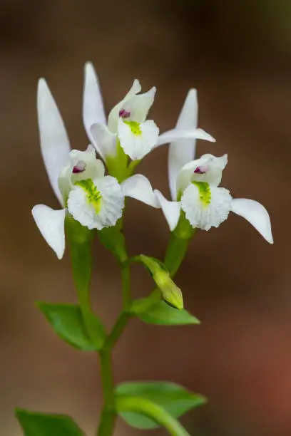 This diminutive Three-birds orchid was photographed in McCurtain County, Oklahoma.