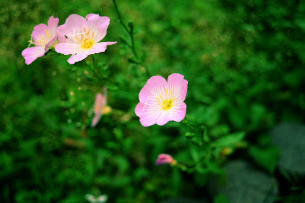 The name of flower is Oenothera speciosa