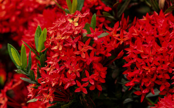 Red ixoria in garden