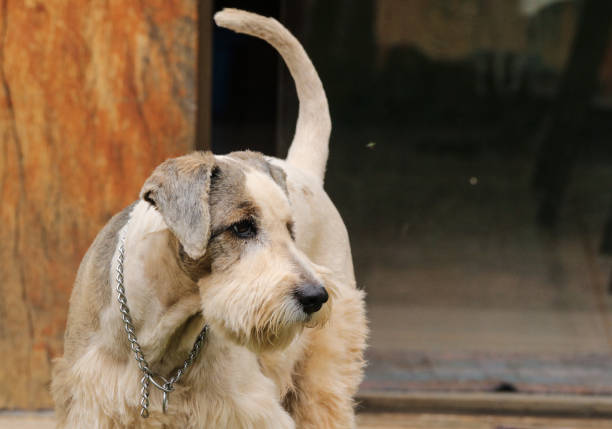 istock Like a schnauzer, but is a underdog 1257977883