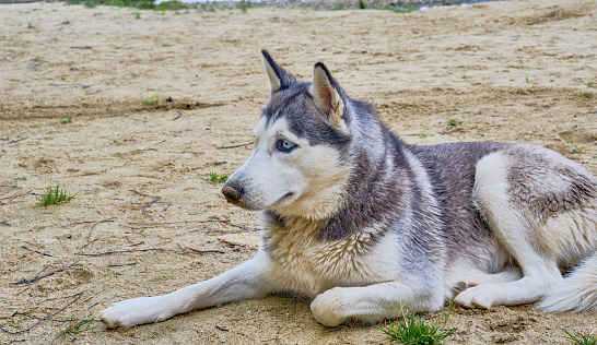 Portrait of a adorable Siberian husky dog sitting on a sandy beach