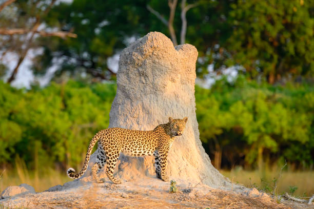 istock A mother leopard stands in front of a termite mound at sunset. 1257978548