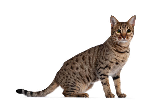 istock Young golden brown spotted cat on white background 1257980410