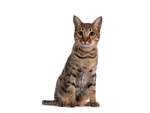 istock Young golden brown spotted cat on white background 1257980417