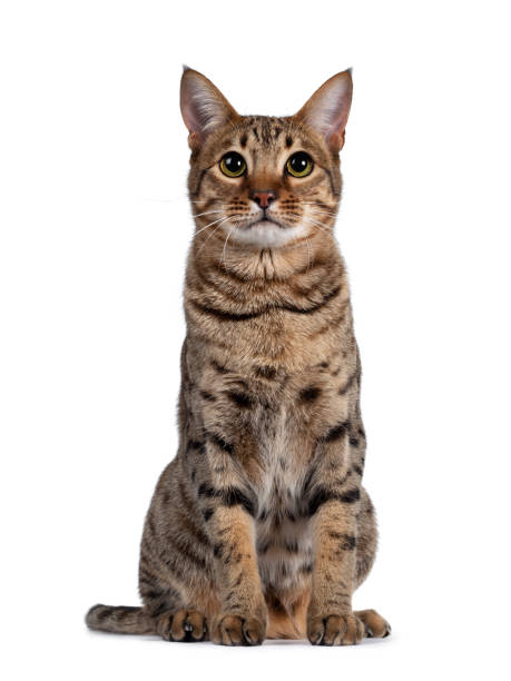 istock Young golden brown spotted cat on white background 1257980437