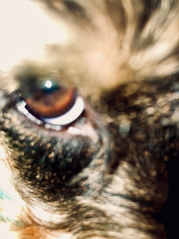 The eye of ollie the dachshund