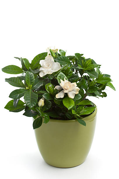 A potted gardenia plant on white stock photo