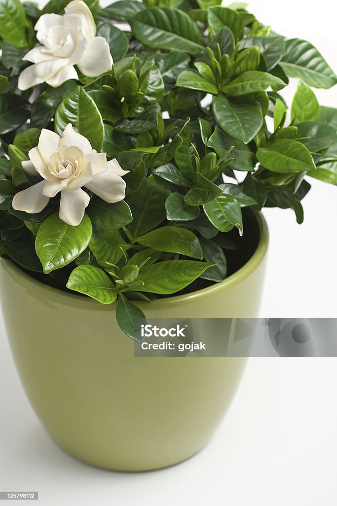 Gardenia Gardenia (Gardenia jasminoides) in Flower Pot Gardenia Stock Photo