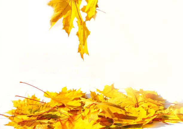 istock Autumn colored falling maple leaves isolated on white background 1257981420