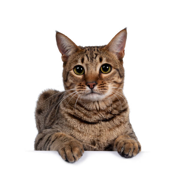 istock Young golden brown spotted cat on white background 1257981459