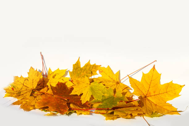 istock Autumn colored falling maple leaves isolated on white background 1257981624