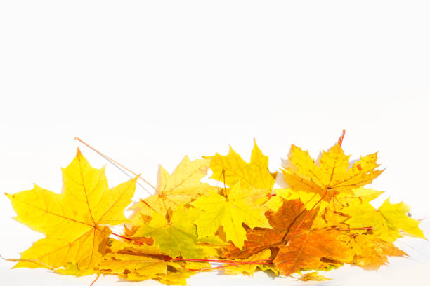 istock Autumn colored falling maple leaves isolated on white background 1257981823