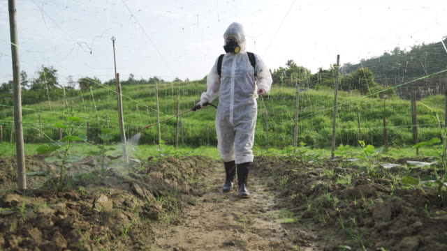 An asian chinese female farmer with protective suit spraying on bitter groud plants in the farm for disinfection