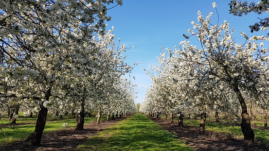 An orchard in spring
