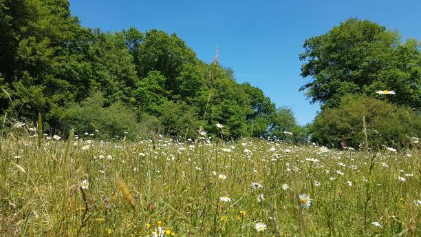 istock In the meadows of Wallonia 1257984601