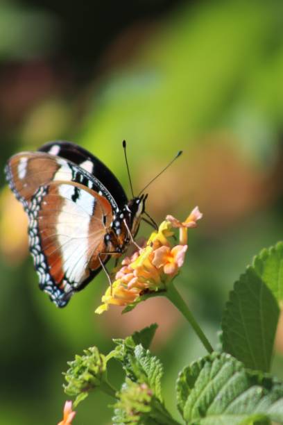 istock Butterflies and sunshine 1257985365