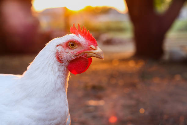 strzał z bliska koguta. brojler kurczaka o zachodzie słońca. portret zdjęcie kurczaka w domu. - broiler farm zdjęcia i obrazy z banku zdjęć