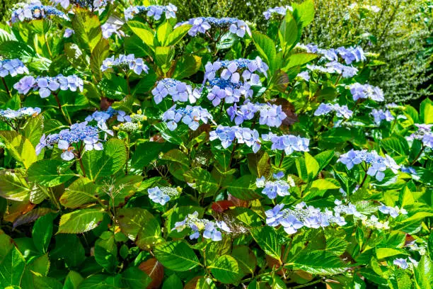 Blue lacecap hydrangea plant on the footpath leading from Mevagissey, Cornwall.