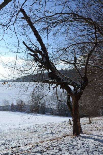 istock Winter snowy landscape, suitable for wallpapers. 1257988395
