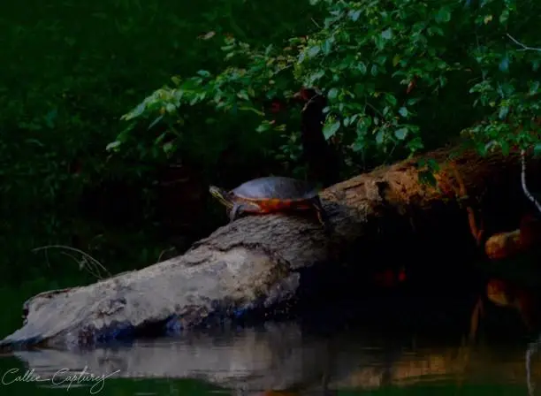 A mid angle view of an adult painted turtle resting on a log partially floating into a nearby lake. ￼