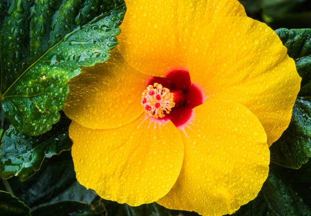 Macro fo Hibiscus Flower Pollen
