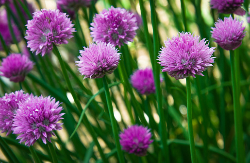 Chive blossoms bloom in a Cape Cod garden in early June.