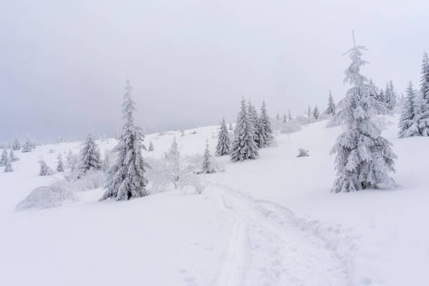 istock Frozen trees in deep snow. Tatra Mountains. 1257990656