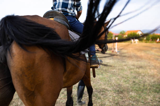 istock A horse swinging its tail 1257990805