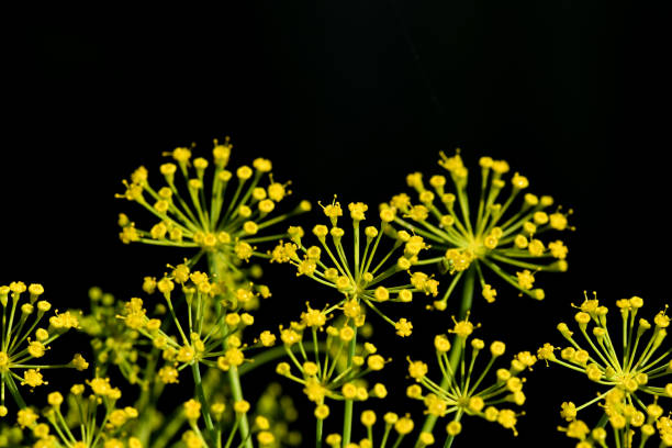 istock Plant in a nature 1257992542