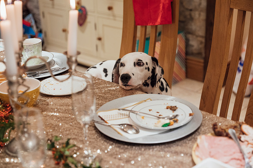 A Dalmatian dog is sitting at the dinner table, resting his head on the table and patiently waiting to try some of the leftover Christmas dinner.