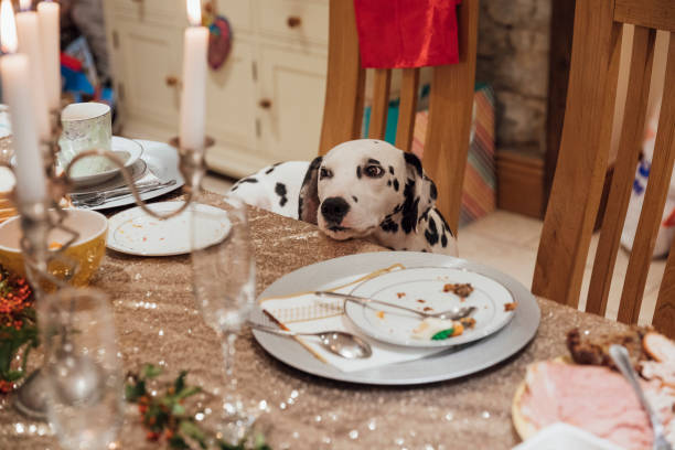 Hungry Dog Waiting for Leftovers A Dalmatian dog is sitting at the dinner table, resting his head on the table and patiently waiting to try some of the leftover Christmas dinner. begging animal behavior stock pictures, royalty-free photos & images