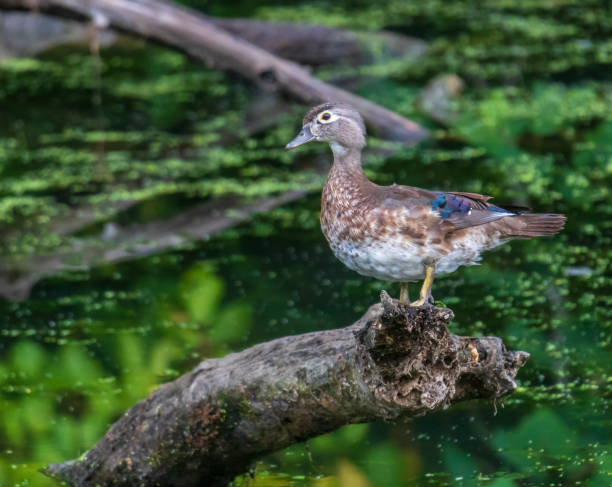 istock Female wood duck on a log 1257993779