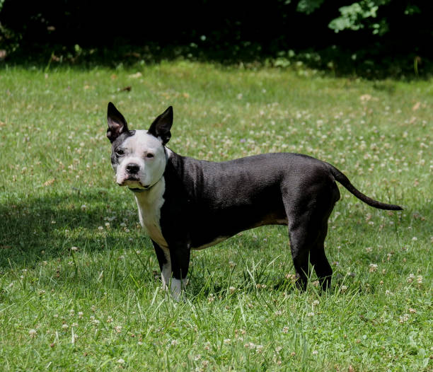 istock Black and White mixed breed dog at play 1257995275