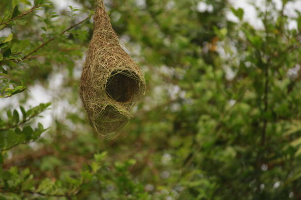 A magnificently constructed nest of a weaver in a village upon a tree. Complex structure of the nest is always a mystery