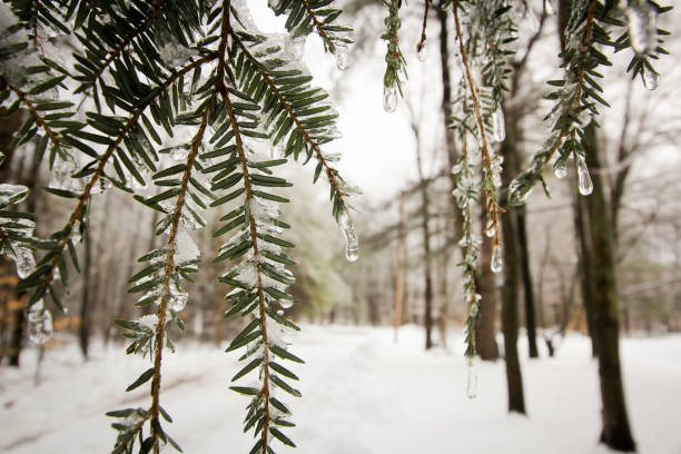 In light of the Frost in Westminster, MA, United States