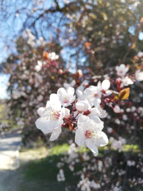 Beautiful Flower Spring Bello - Free photo on Pixabay